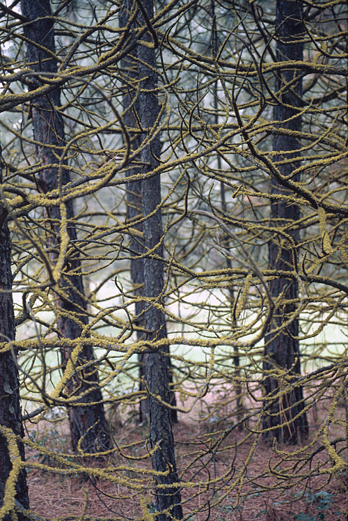 Cetraria canadensis - Branches
