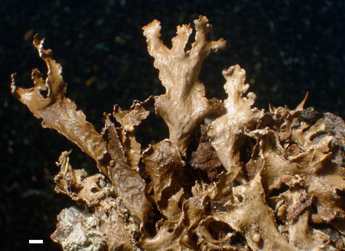 Cetraria chlorophylla - Habit