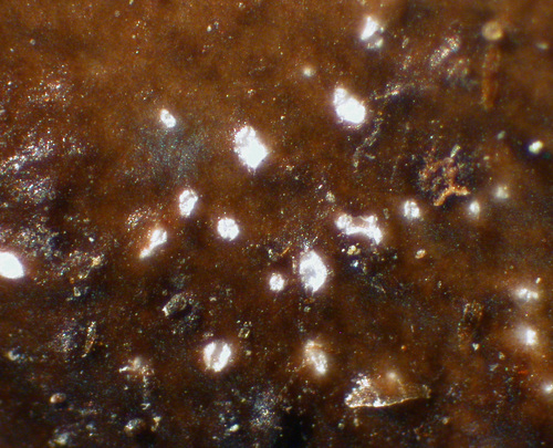 Cetrelia cetrarioides - Pseudocyphellae
