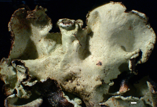 Cetrelia cetrarioides - Upper surface