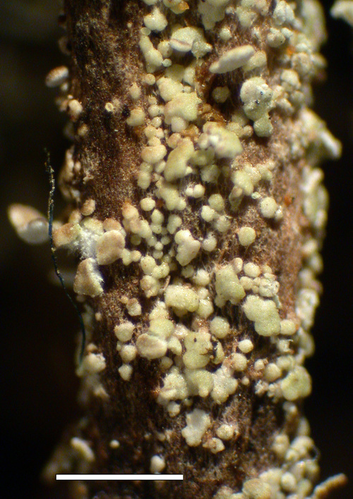 Cladonia albonigra - Propagules