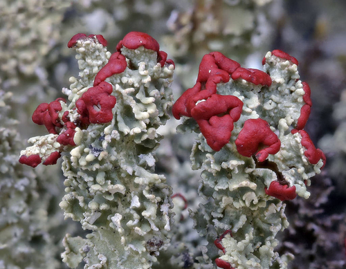 Cladonia bellidiflora - Habit