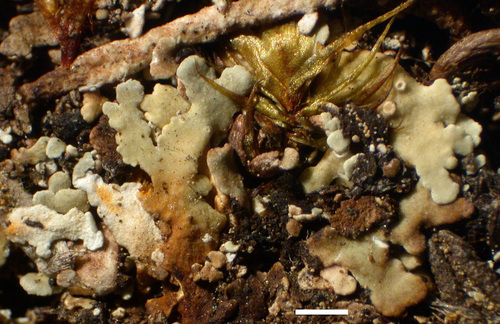Cladonia borealis - Squamules
