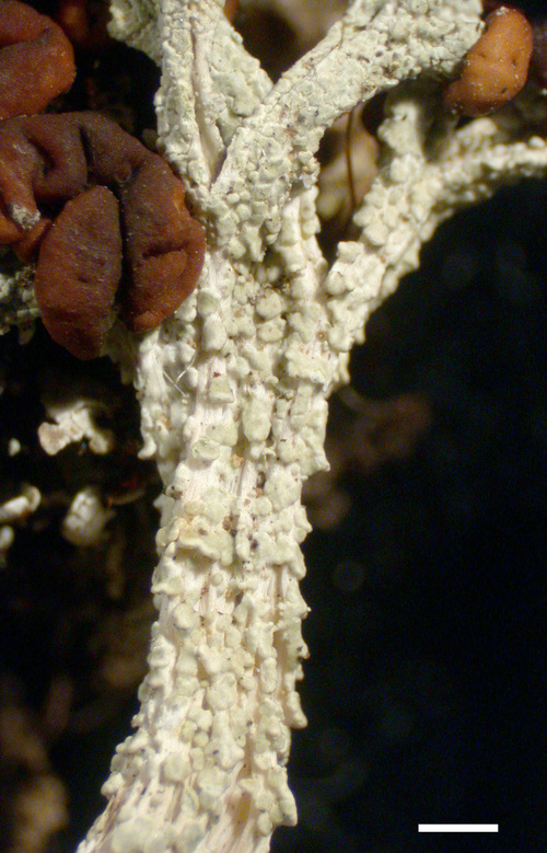 Cladonia cariosa - Podetia fissures
