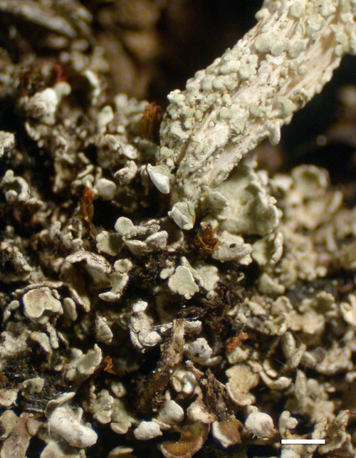 Cladonia cariosa - Squamules