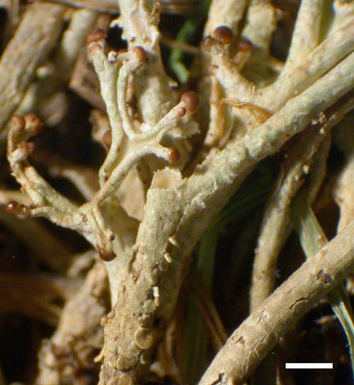 Cladonia furcata - Apothecia