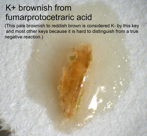 Cladonia furcata - K test