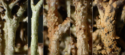 Cladonia furcata - Podetia surfaces