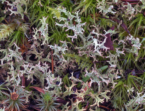 Cladonia furcata - Habit