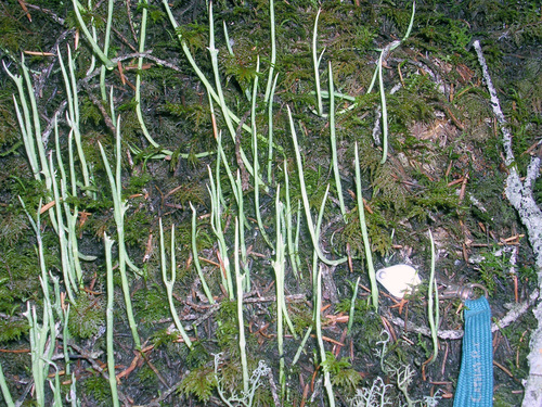 Cladonia gracilis - Habit