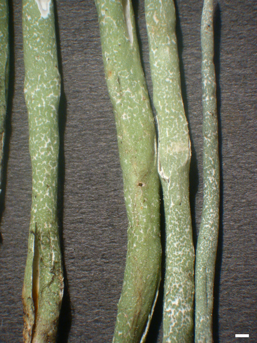 Cladonia gracilis - Podetia