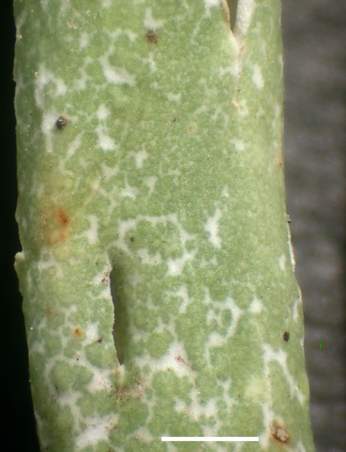 Cladonia gracilis - Podetia, split