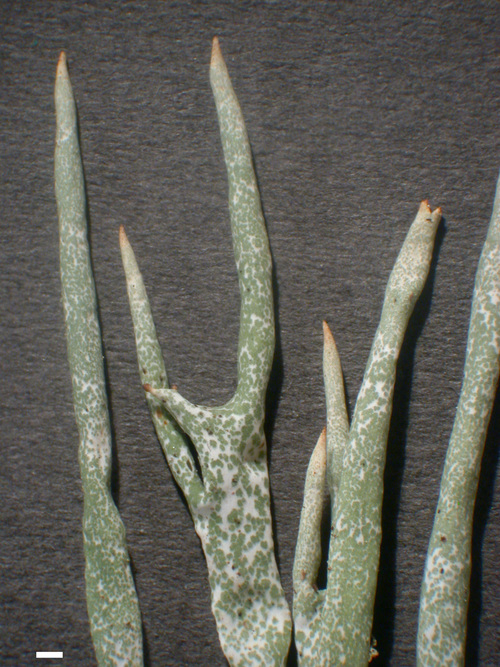 Cladonia gracilis - Podetia, tips