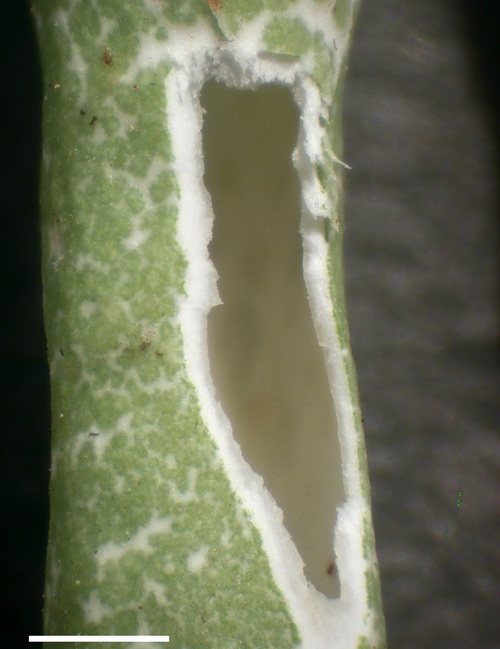 Cladonia gracilis - Podetia, wall