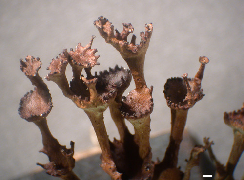 Cladonia gracilis - Cups