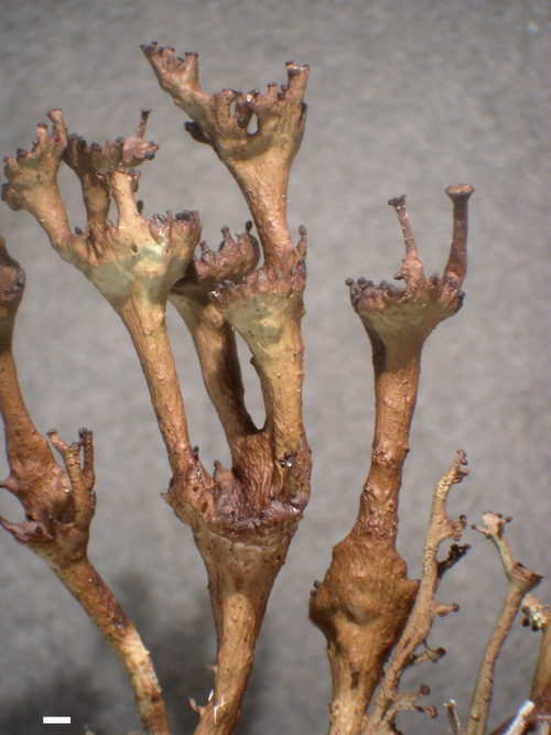 Cladonia gracilis - Habit