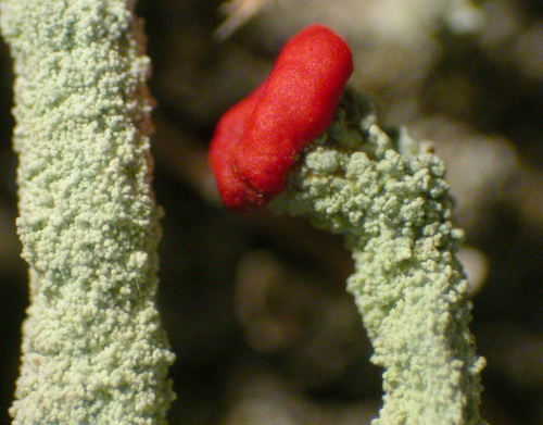 Cladonia macilenta - Apothecia