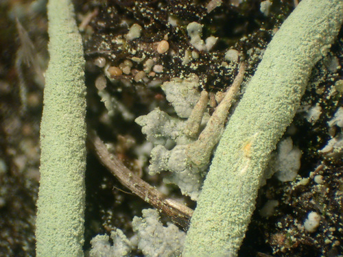 Cladonia macilenta - Podetia