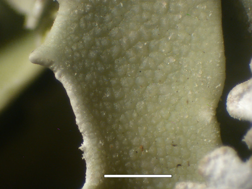 Cladonia macrophyllodes - Upper cortex