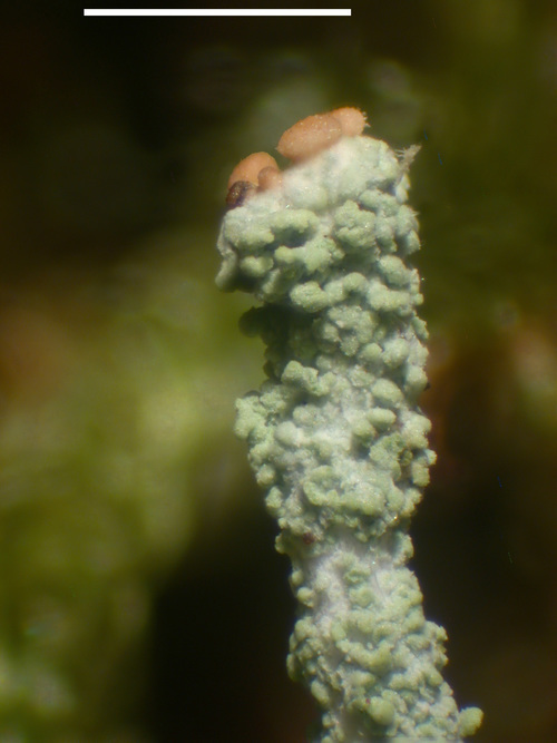 Cladonia norvegica - Apothecia