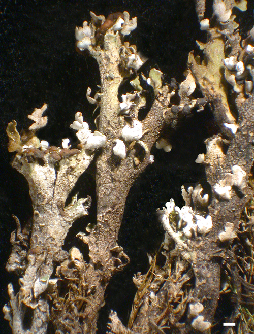 Cladonia phyllophora - Podetia