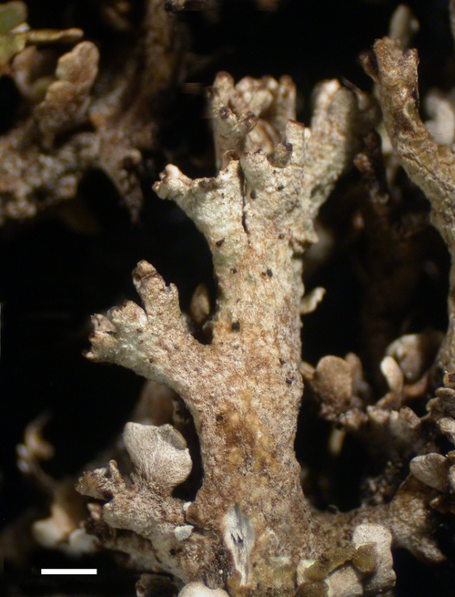 Cladonia phyllophora - Podetia tips