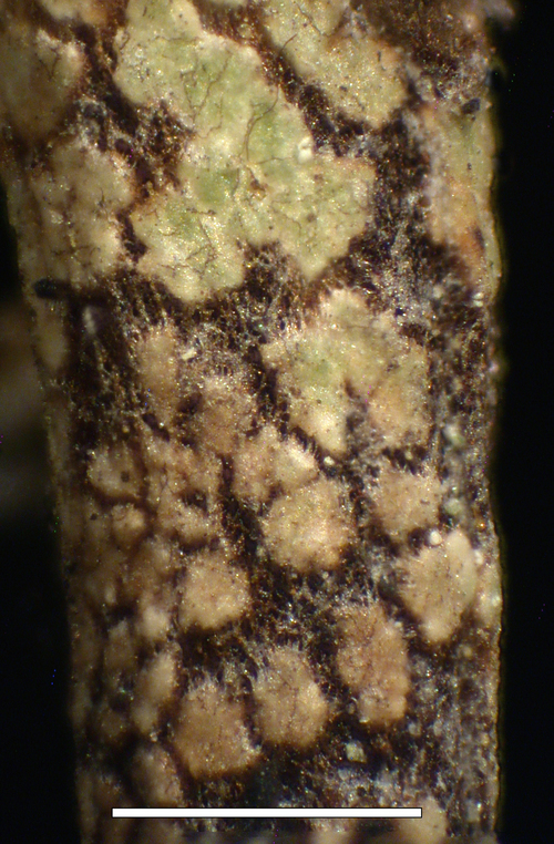 Cladonia phyllophora - Melanotic base