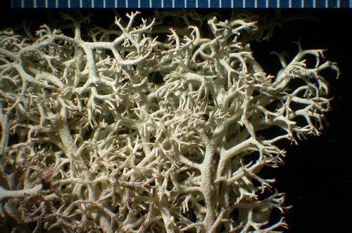 Cladonia portentosa - Habit