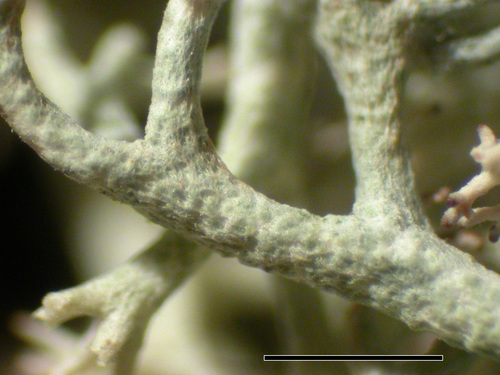 Cladonia portentosa - Podetia surfaces