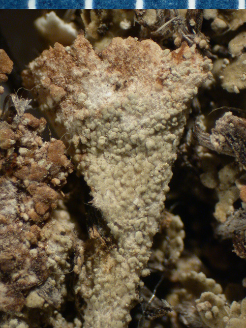 Cladonia pyxidata - Podetia