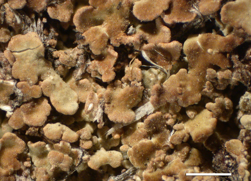 Cladonia pyxidata - Squamules