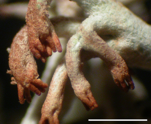 Cladonia rangiferina - Branch tips