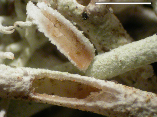 Cladonia rangiferina - Lower