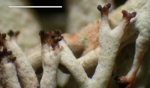 Cladonia rangiferina - Pycnidia
