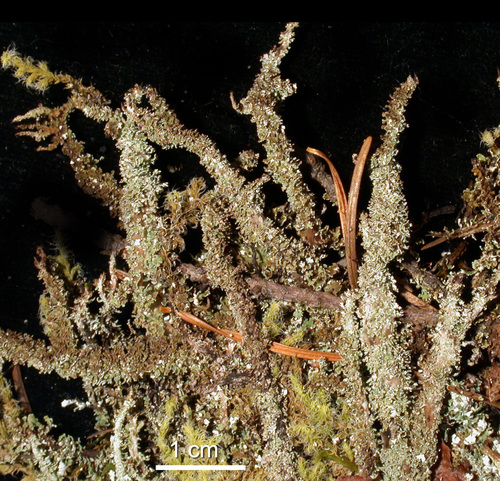 Cladonia squamosa - Habit