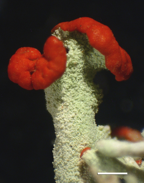 Cladonia umbricola - Apothecia