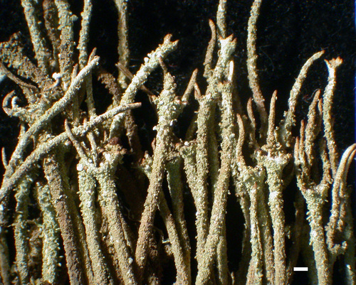 Cladonia verruculosa - Habit