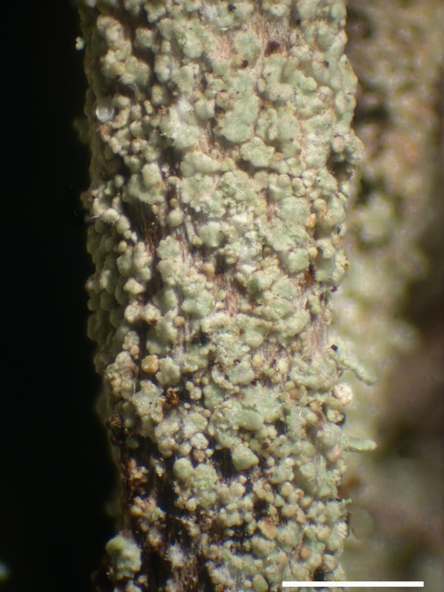 Cladonia verruculosa - Granules