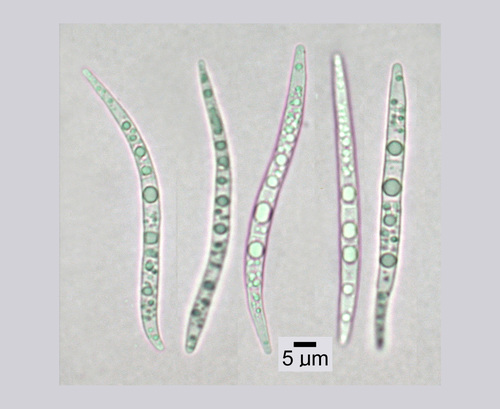 Collema nigrescens - Spores