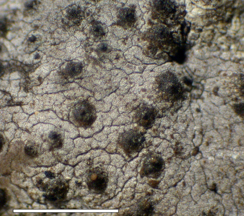 Dermatocarpon deminuens - Upper surface