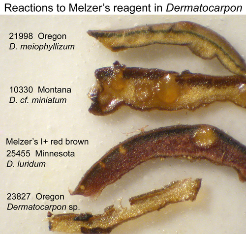 Dermatocarpon meiophyllizum - Melzer