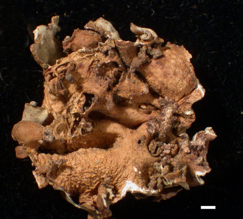 Dermatocarpon miniatum - LowerHabit