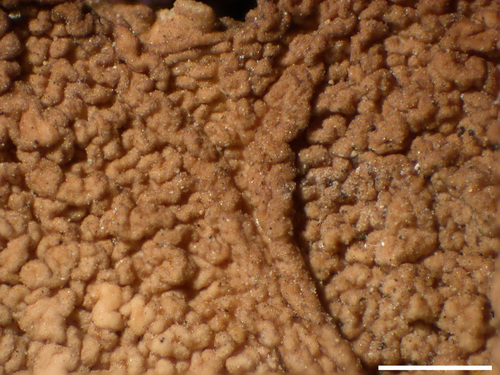 Dermatocarpon miniatum - Lower