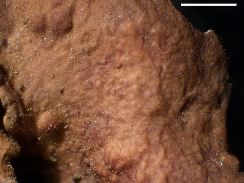 Dermatocarpon miniatum - Lower