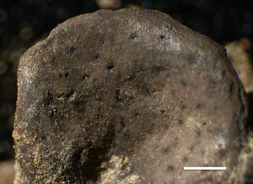Dermatocarpon rivulorum - Upper surface