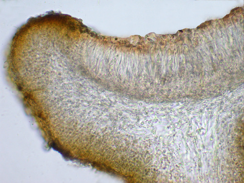 Enchylium tenax - Apothecia