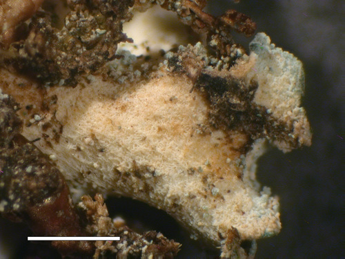 Erioderma sorediatum - Lower