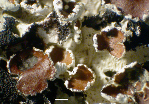 Esslingeriana idahoensis - Apothecia