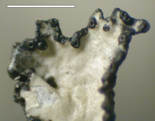 Esslingeriana idahoensis - Lobe tip