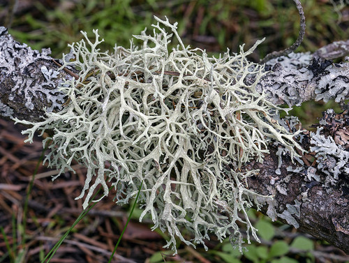 Evernia prunastri - Habit